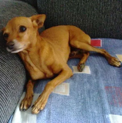 Cachorro raça Pinscher idade 6 ou mais anos nome vermelhinho