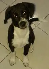 Cachorro raça SRD idade 7 a 11 meses nome Luna