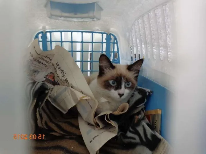 Gato ra a SRD idade 2 a 6 meses nome não tem