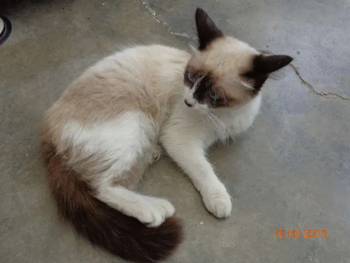 Gato ra a SRD idade 2 a 6 meses nome não tem