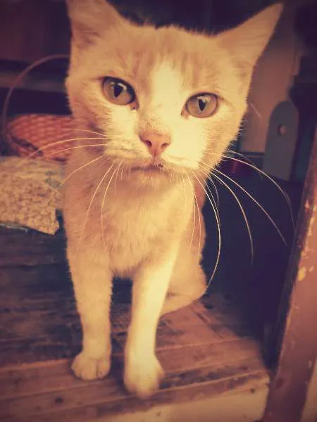 Gato ra a sem raça idade 7 a 11 meses nome sem nome