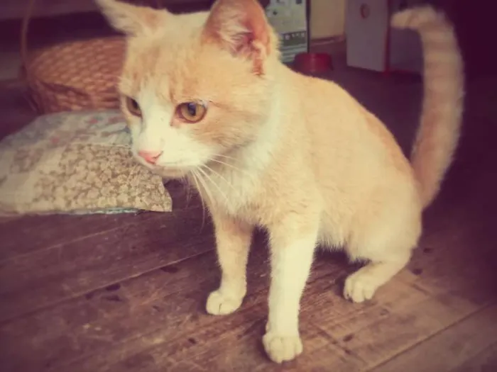 Gato ra a sem raça idade 7 a 11 meses nome sem nome