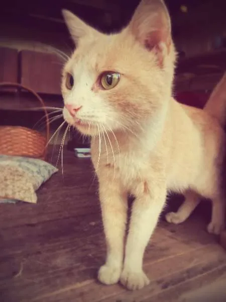 Gato ra a sem raça idade 7 a 11 meses nome sem nome