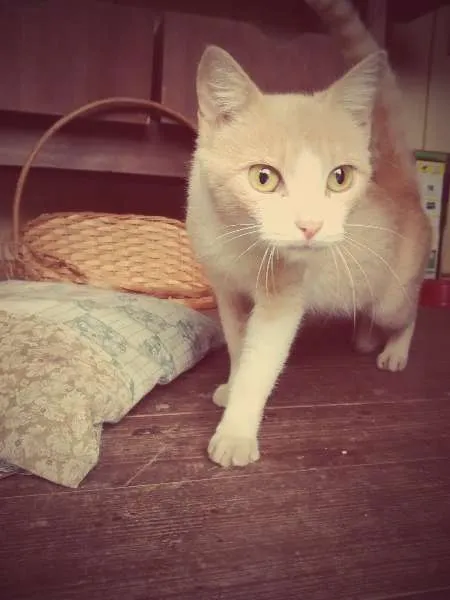 Gato ra a sem raça idade 7 a 11 meses nome sem nome