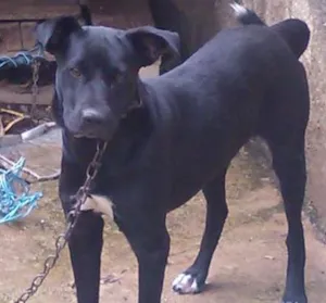 Cachorro raça SRD idade 2 anos nome MAX