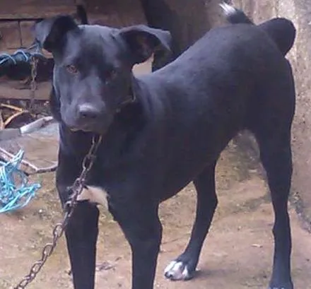 Cachorro ra a SRD idade 2 anos nome MAX