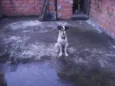 Snoopy