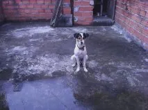 Cachorro ra a Misturado idade 1 ano nome Snoopy