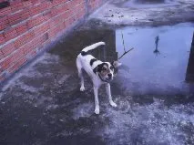 Cachorro ra a Misturado idade 1 ano nome Snoopy