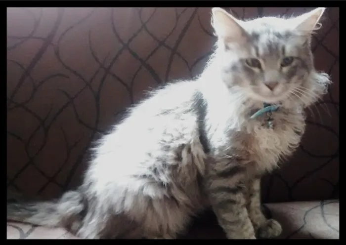 Gato ra a  idade 4 anos nome Chapolim