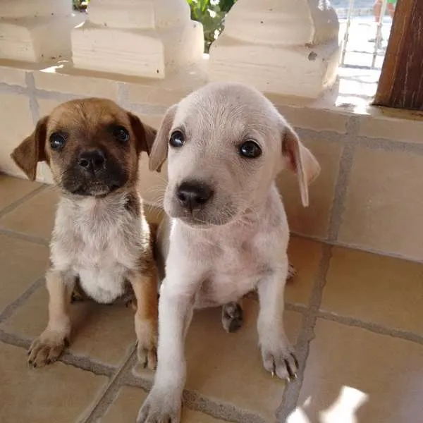 Cachorro raça SRD idade Abaixo de 2 meses nome Sem Nome 