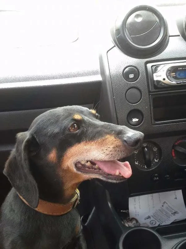 Cachorro ra a Basset-Cofap idade 6 ou mais anos nome Bob