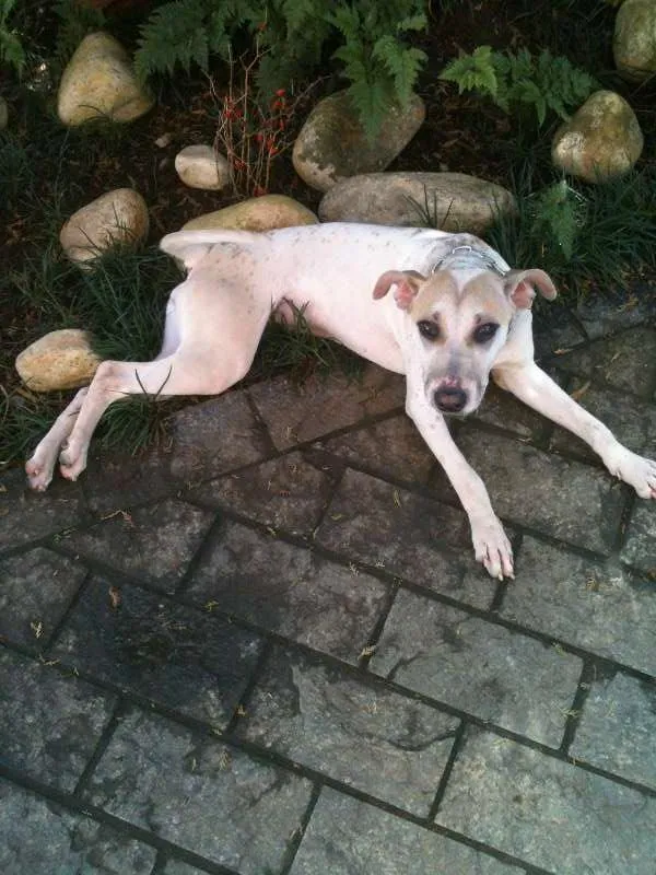 Cachorro ra a Nao definida idade 3 anos nome Carol