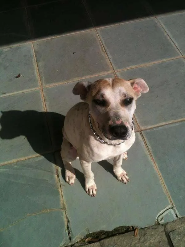 Cachorro ra a Nao definida idade 3 anos nome Carol