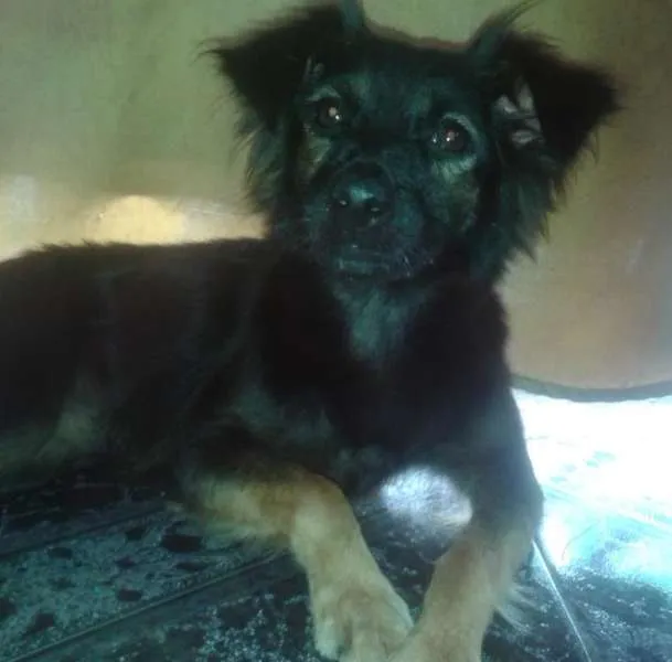 Cachorro ra a Viralata idade 2 a 6 meses nome Não Sabemos