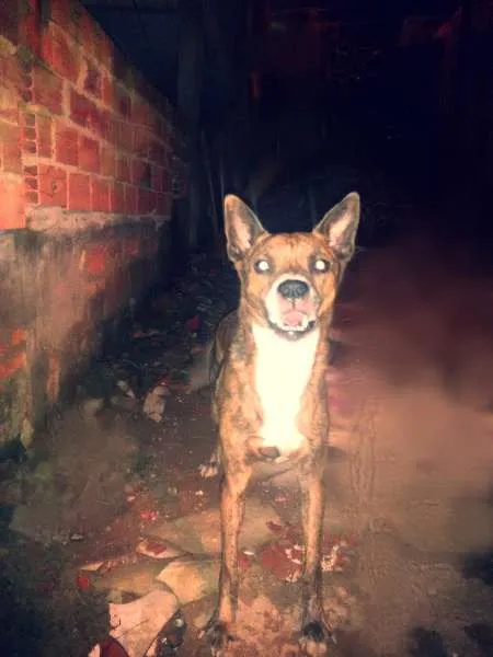 Cachorro ra a fila com vira-lata  idade 4 anos nome tigre