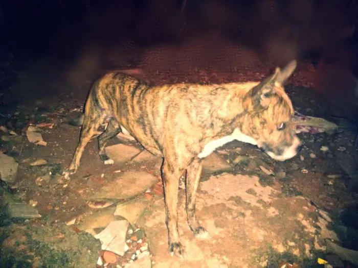 Cachorro ra a fila com vira-lata  idade 4 anos nome tigre