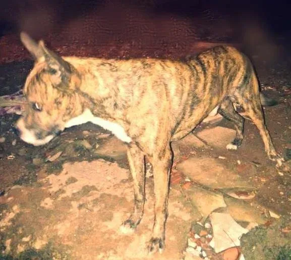 Cachorro ra a fila com vira-lata  idade 4 anos nome tigre