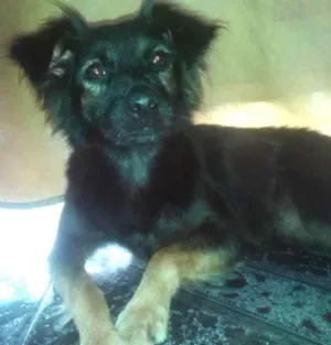Cachorro raça Viralata idade 2 a 6 meses nome Não Sabemos