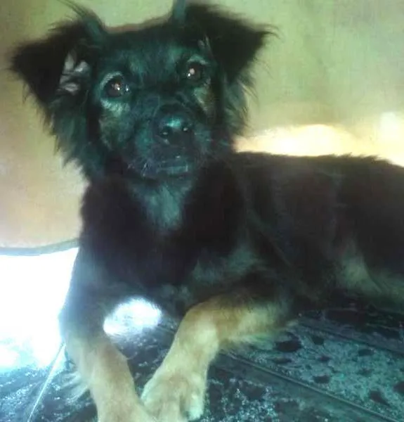 Cachorro ra a Viralata idade 2 a 6 meses nome Não Sabemos