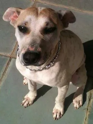 Cachorro ra a Nao definida idade 3 anos nome Carol
