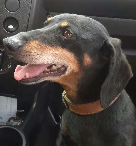 Cachorro ra a Basset-Cofap idade 6 ou mais anos nome Bob