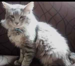 Gato raça  idade 4 anos nome Chapolim