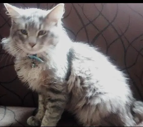 Gato ra a  idade 4 anos nome Chapolim