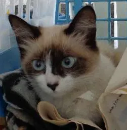 Gato ra a SRD idade 2 a 6 meses nome não tem