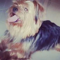 Cachorro ra a Yorkshire idade 6 ou mais anos nome nick GRATIFICA