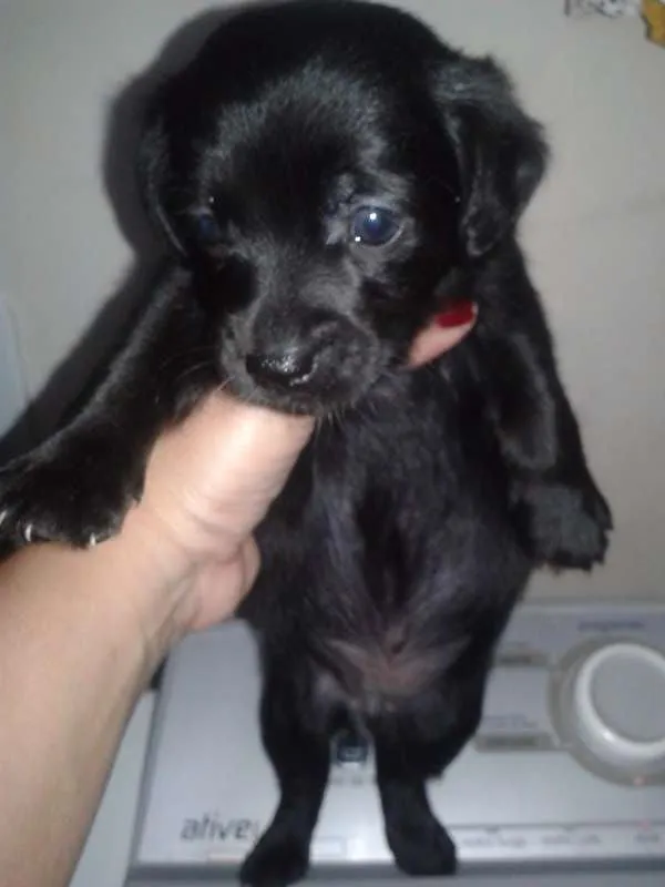 Cachorro ra a SRD idade Abaixo de 2 meses nome indefinido 
