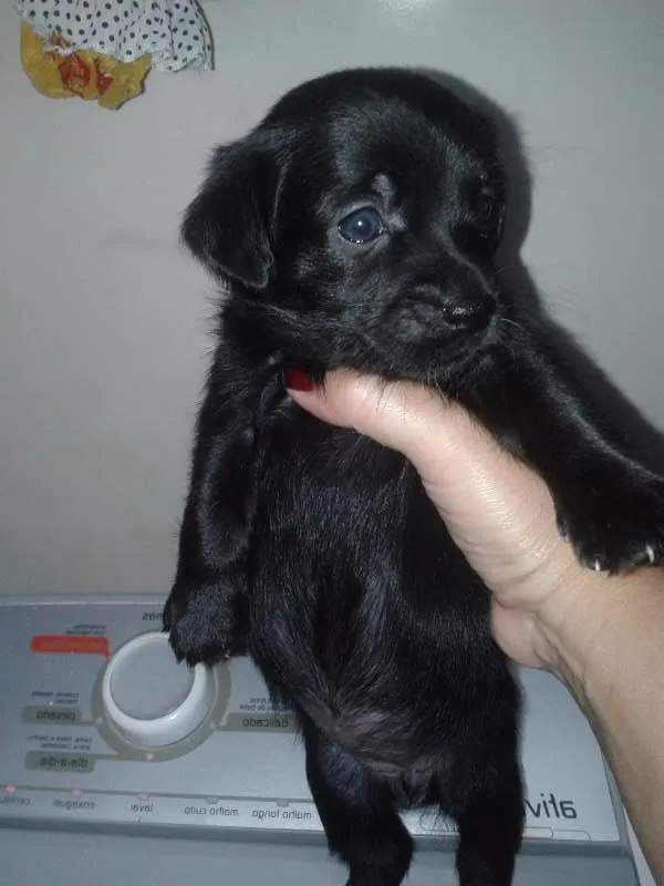 Cachorro ra a SRD idade Abaixo de 2 meses nome indefinido 