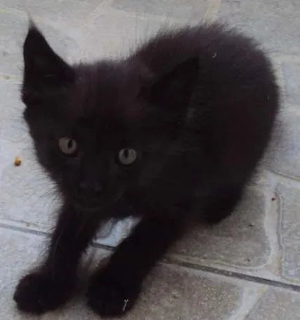 Gato ra a SRD idade 2 a 6 meses nome Pantera
