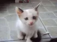 Chorão