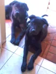 Thor e Jade