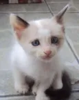 Chorão