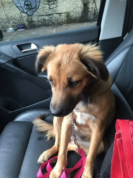 Cachorro ra a SRD idade 2 a 6 meses nome Nina