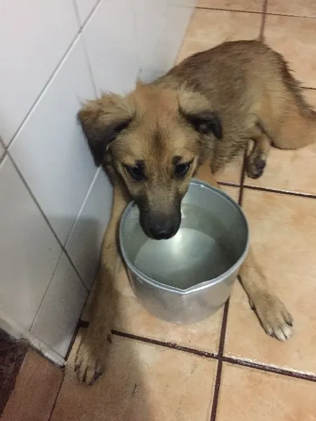 Cachorro ra a SRD idade 2 a 6 meses nome Nina