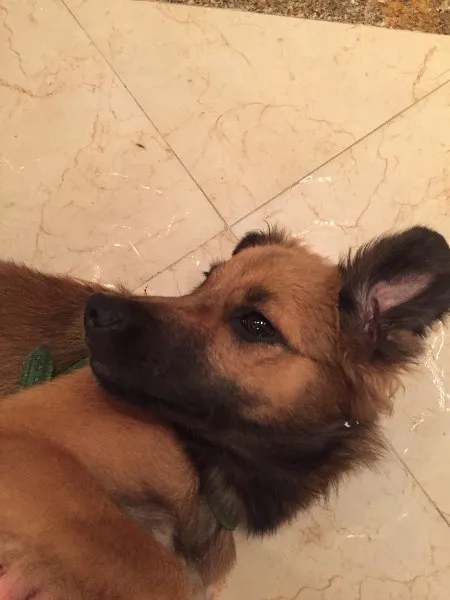 Cachorro ra a SRD idade 2 a 6 meses nome Nina