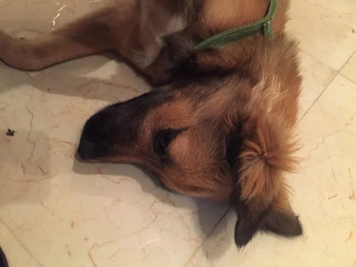 Cachorro ra a SRD idade 2 a 6 meses nome Nina