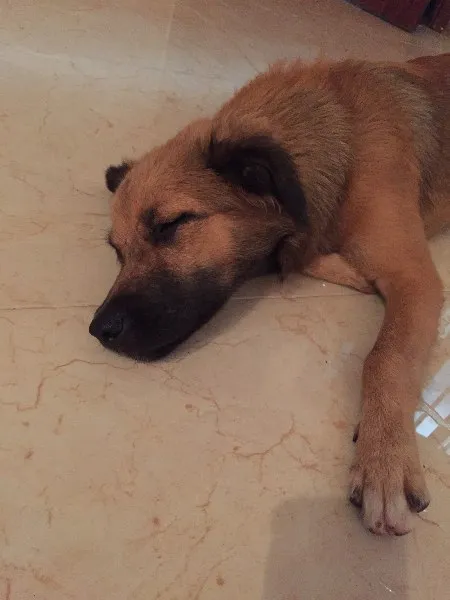 Cachorro ra a SRD idade 2 a 6 meses nome Nina