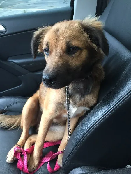 Cachorro ra a SRD idade 2 a 6 meses nome Nina