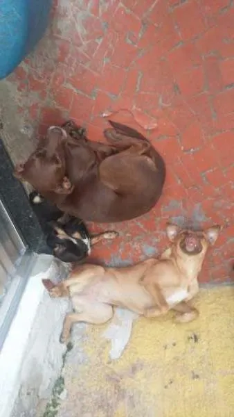 Cachorro raça SRD idade 1 ano nome Melissa Mel