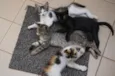 gato