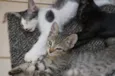 gato