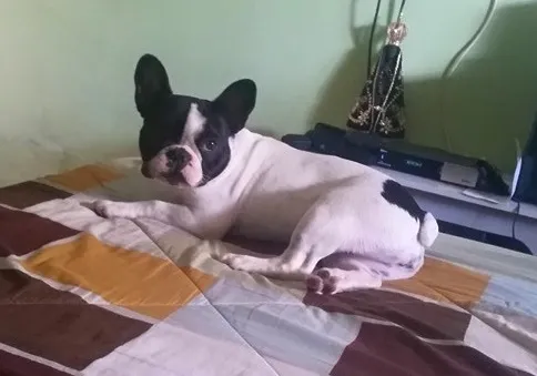 Cachorro raça Bulldog Francês idade 7 a 11 meses nome Ayla GRATIFICA