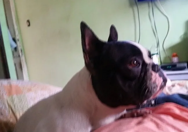 Cachorro raça Bulldog Francês idade 7 a 11 meses nome Ayla GRATIFICA