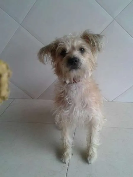 Cachorro ra a Desconhecida idade 7 a 11 meses nome Mel