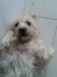 Mel