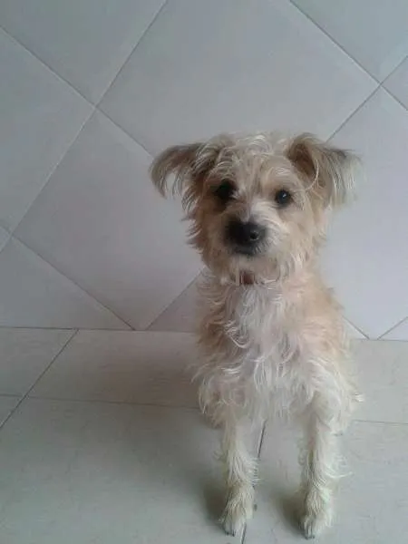 Cachorro ra a Desconhecida idade 7 a 11 meses nome Mel